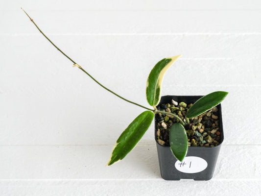 Hoya lyi 'Prism' (Pink Flower) | 2-Inch