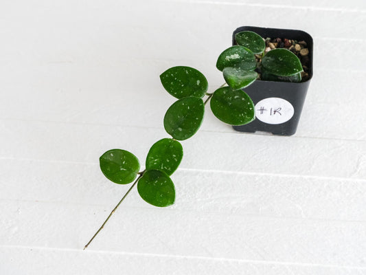 Hoya 'Mathilde' | 2-Inch