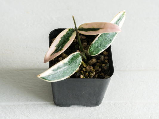 Hoya lyi 'Prism' | 2-Inch