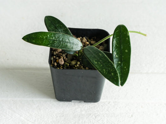 Hoya spectatissima | 2-Inch