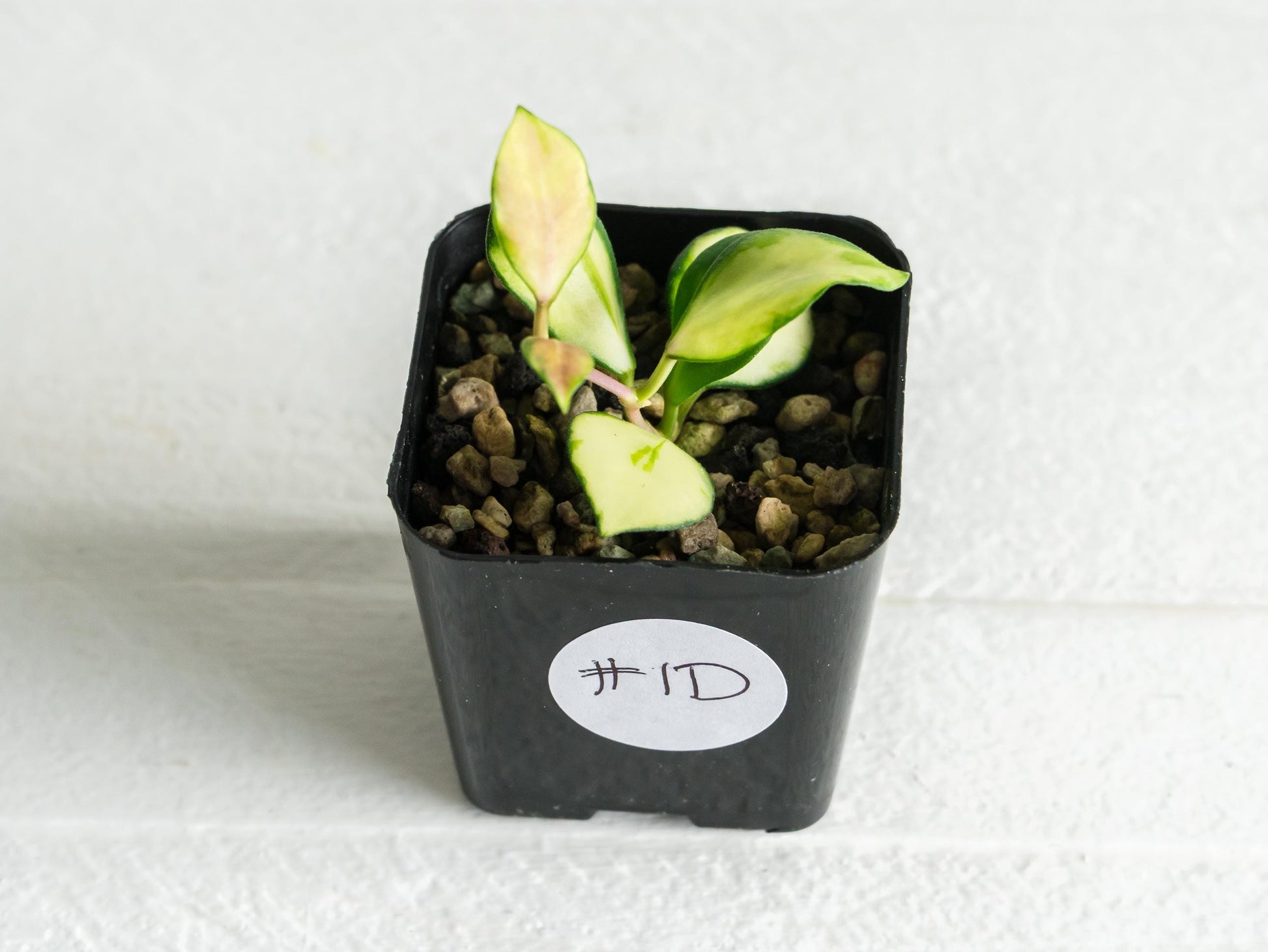 Hoya heuschkeliana (Inner Variegated)| 2-Inch