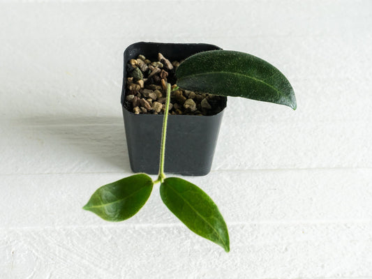 Hoya hypolasia (Wide Leaf from Papua) | 2-Inch