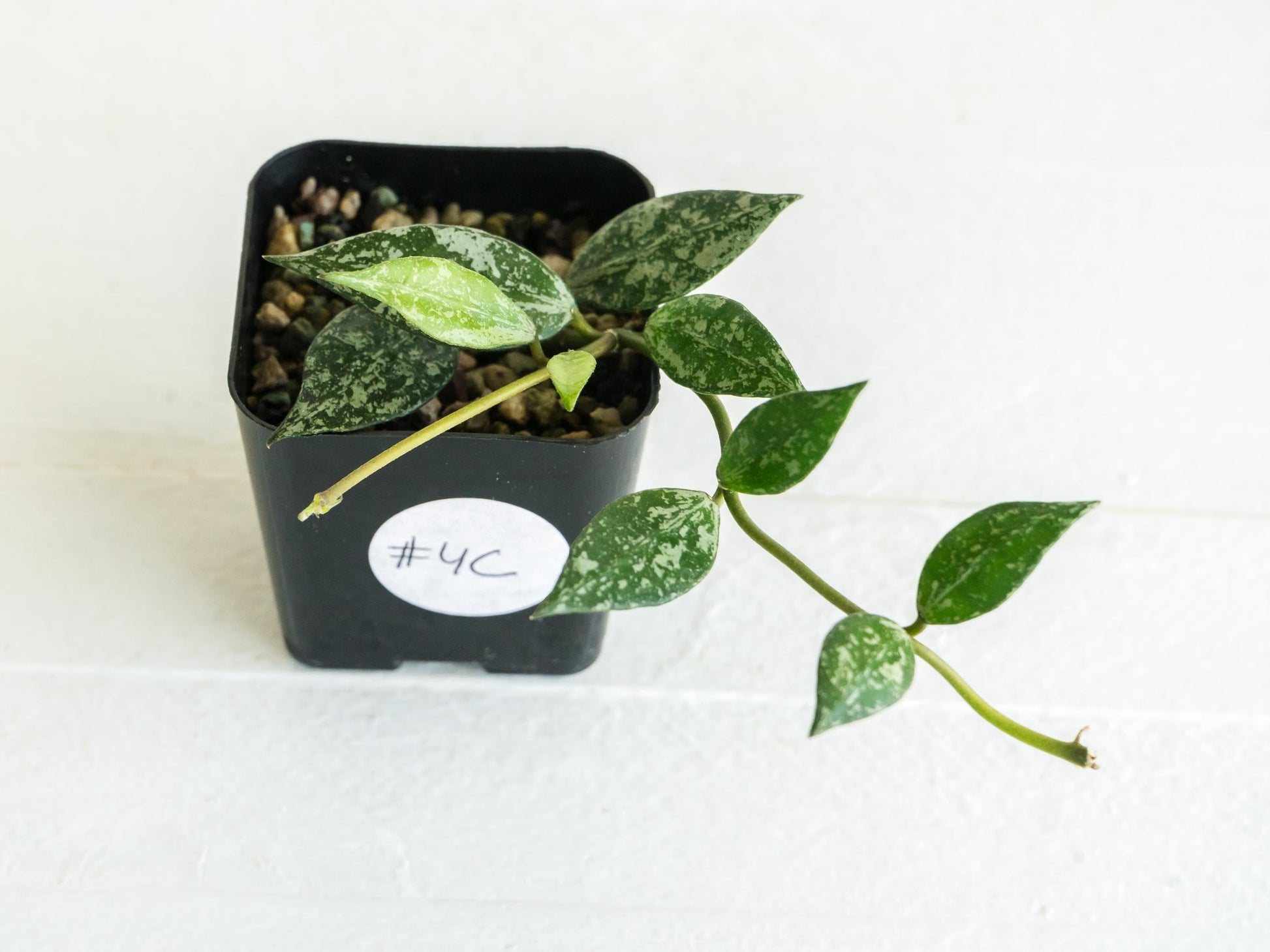 Hoya lacunosa 'Silver Lime' | 2-Inch