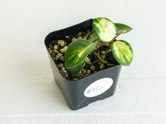 Hoya 'Mathilde' (Inner Variegated) | 2-Inch