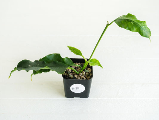 Hoya lockii | 2-Inch