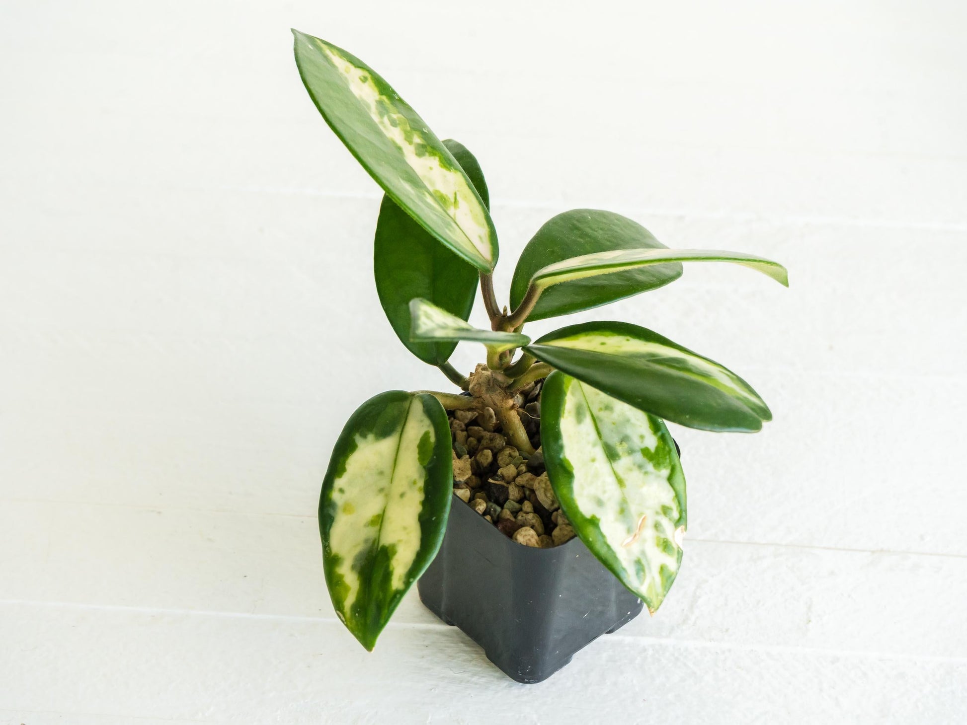 Hoya carnosa 'Madara Green Edge' | 2-Inch