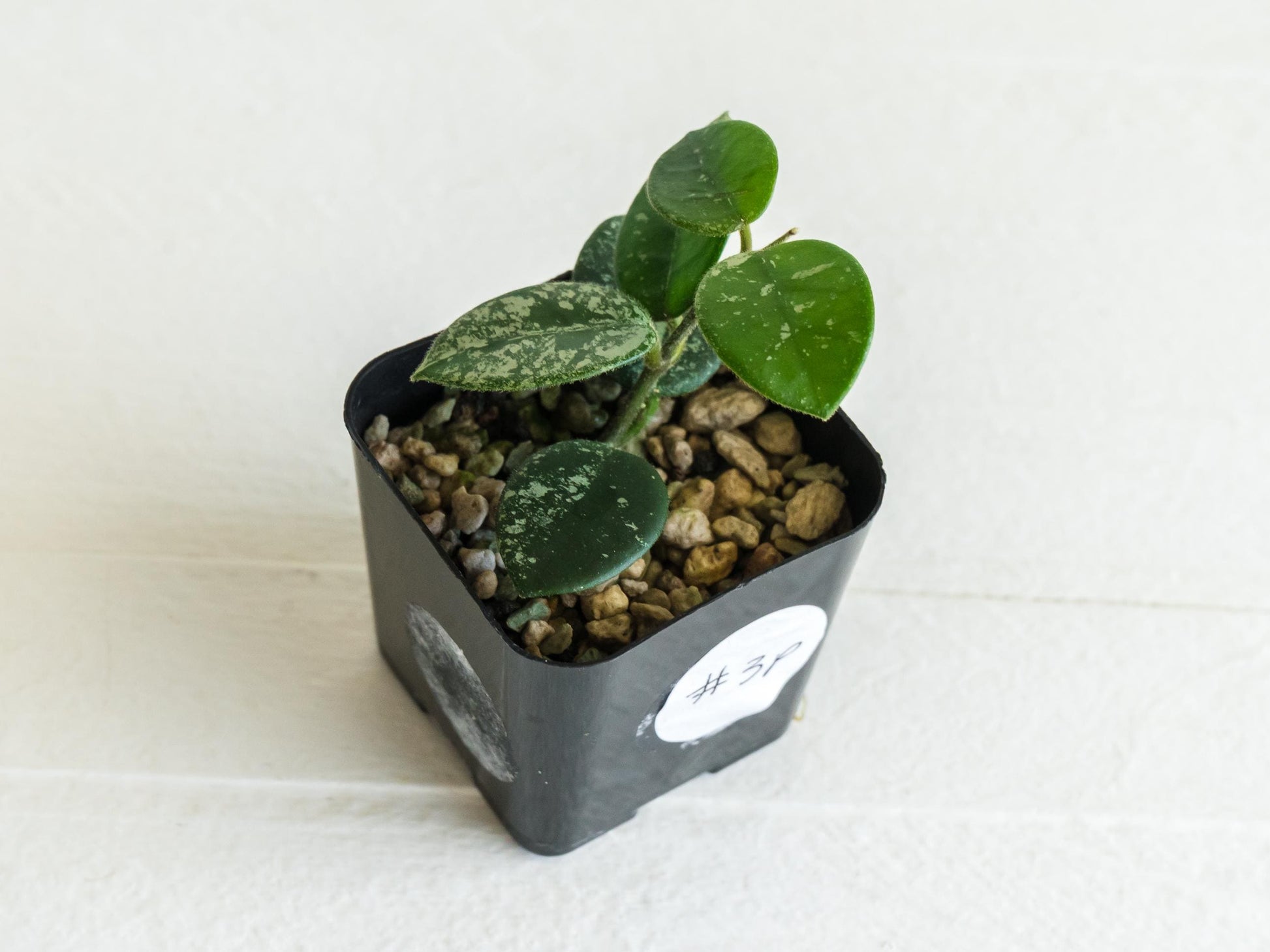Hoya 'Mathilde' (Splash) | 2-Inch