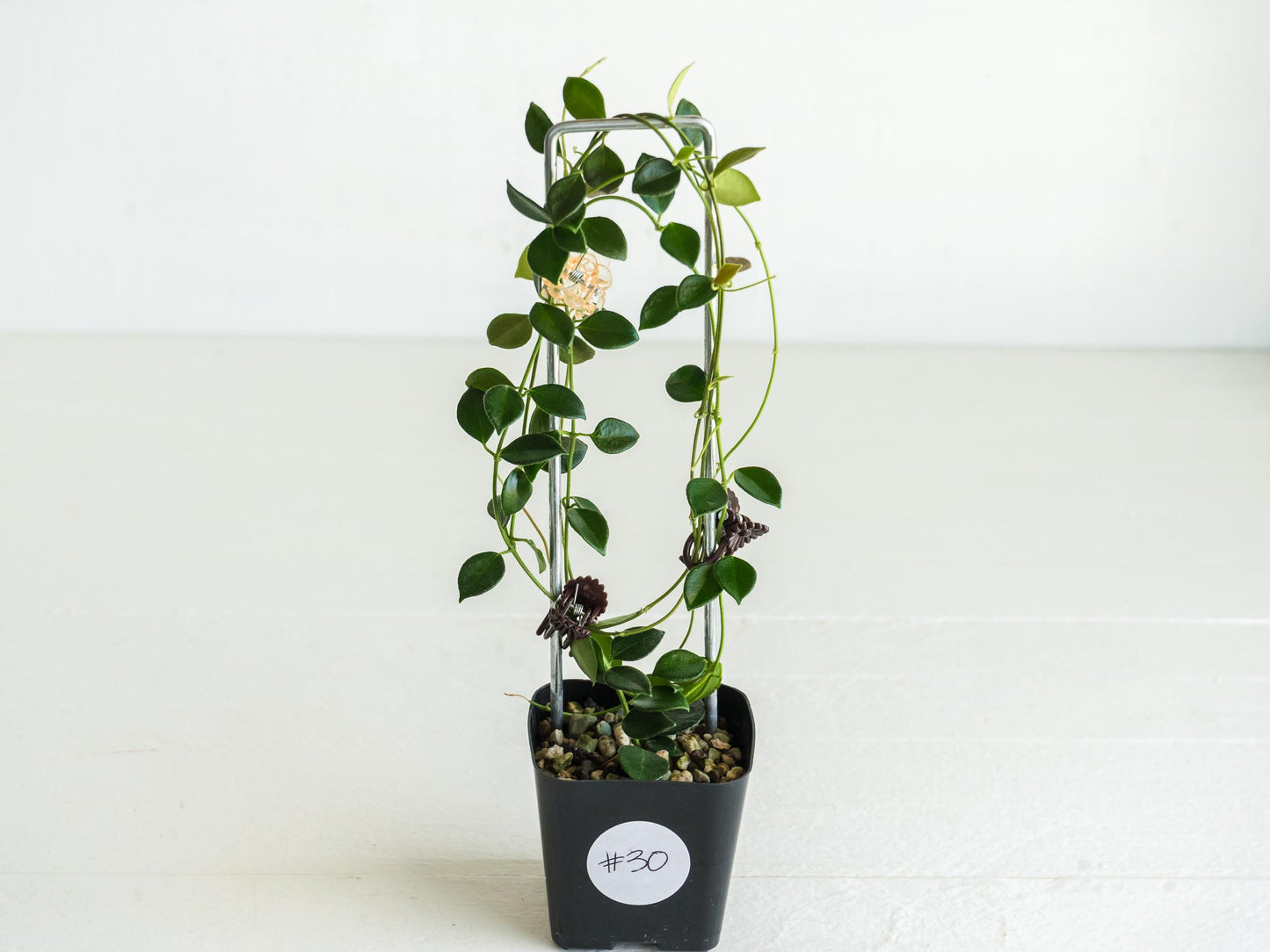Hoya papua (PNG IM-08) | Large 2-Inch