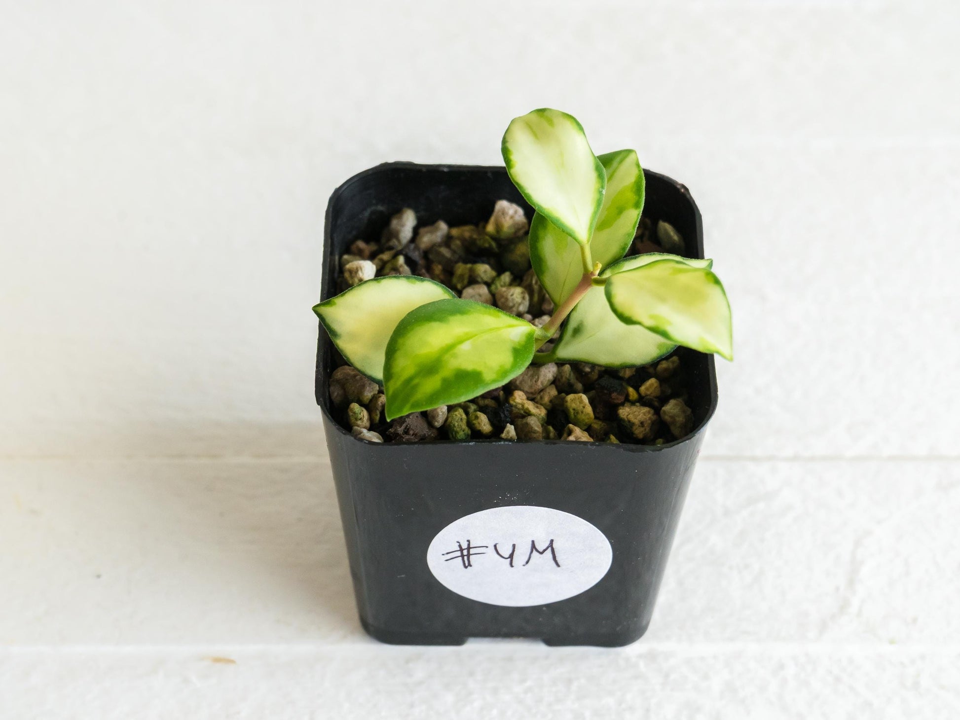 Hoya heuschkeliana (Inner Variegated)| 2-Inch