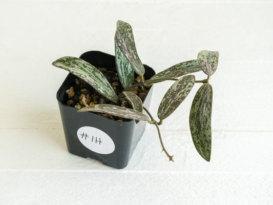 Hoya sigillatis | 2-Inch