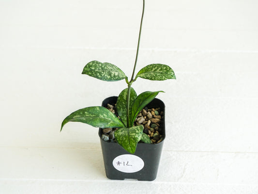 Hoya crassipetiolata (Splash) | 2-Inch