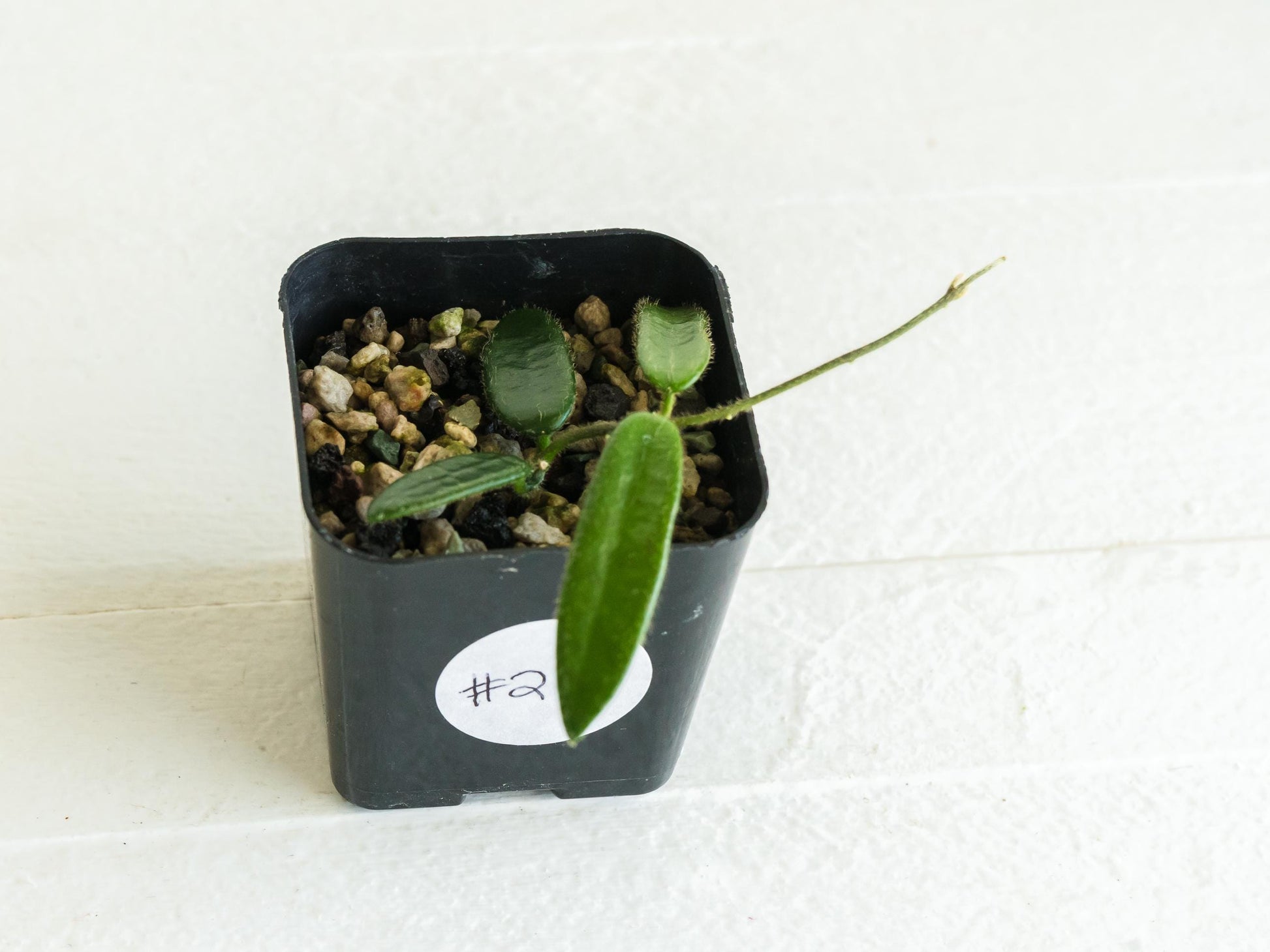 Hoya lyi | 2-Inch