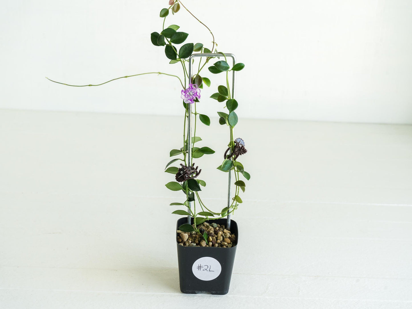 Hoya papua (PNG IM-08) | Large 2-Inch