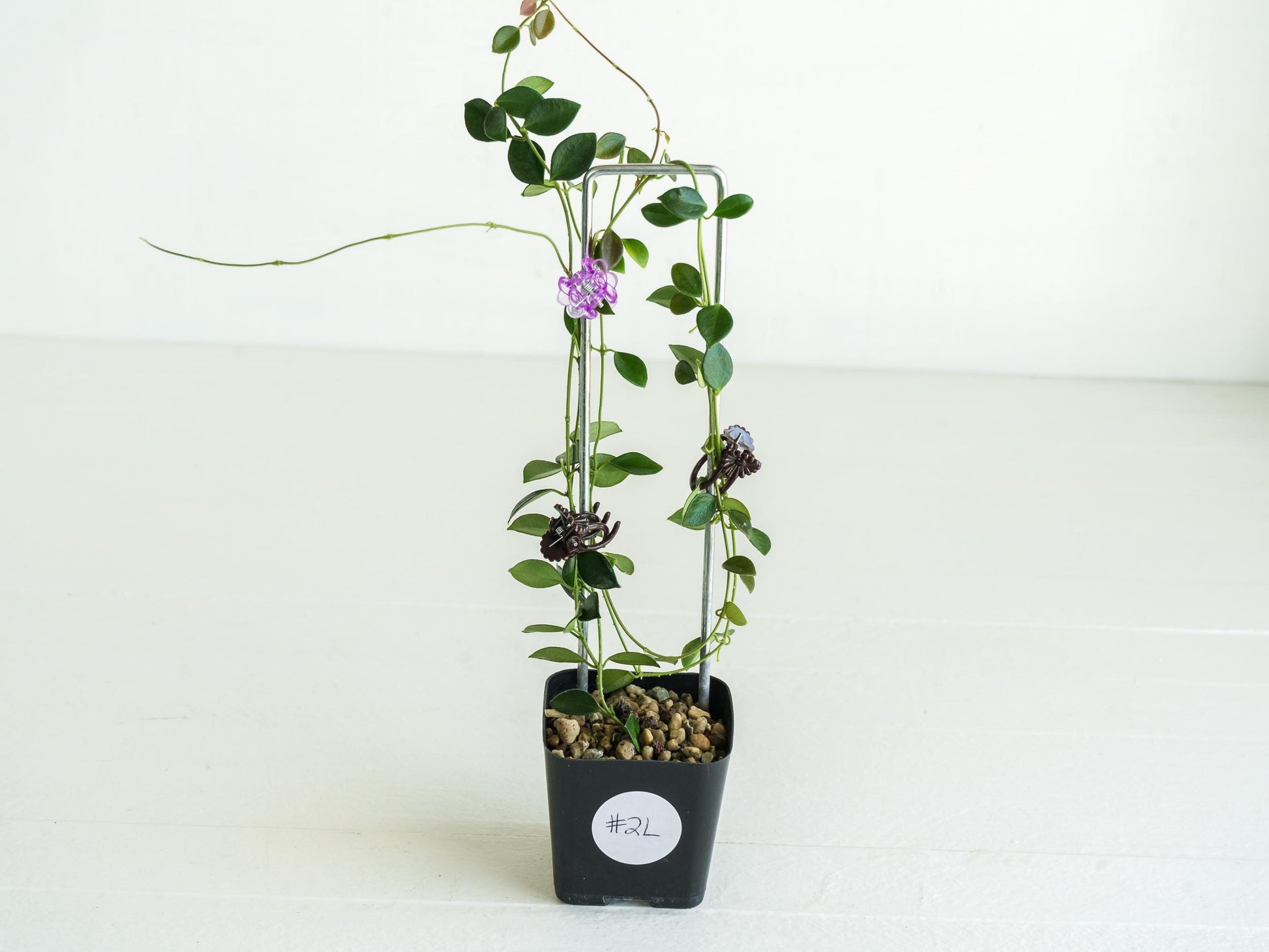 Hoya papua (PNG IM-08) | Large 2-Inch