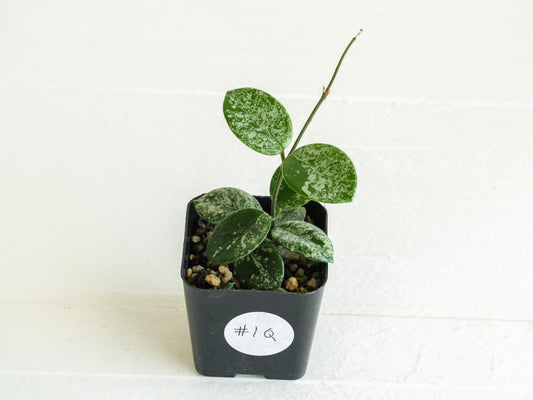 Hoya 'Mathilde' (Splash) | 2-Inch