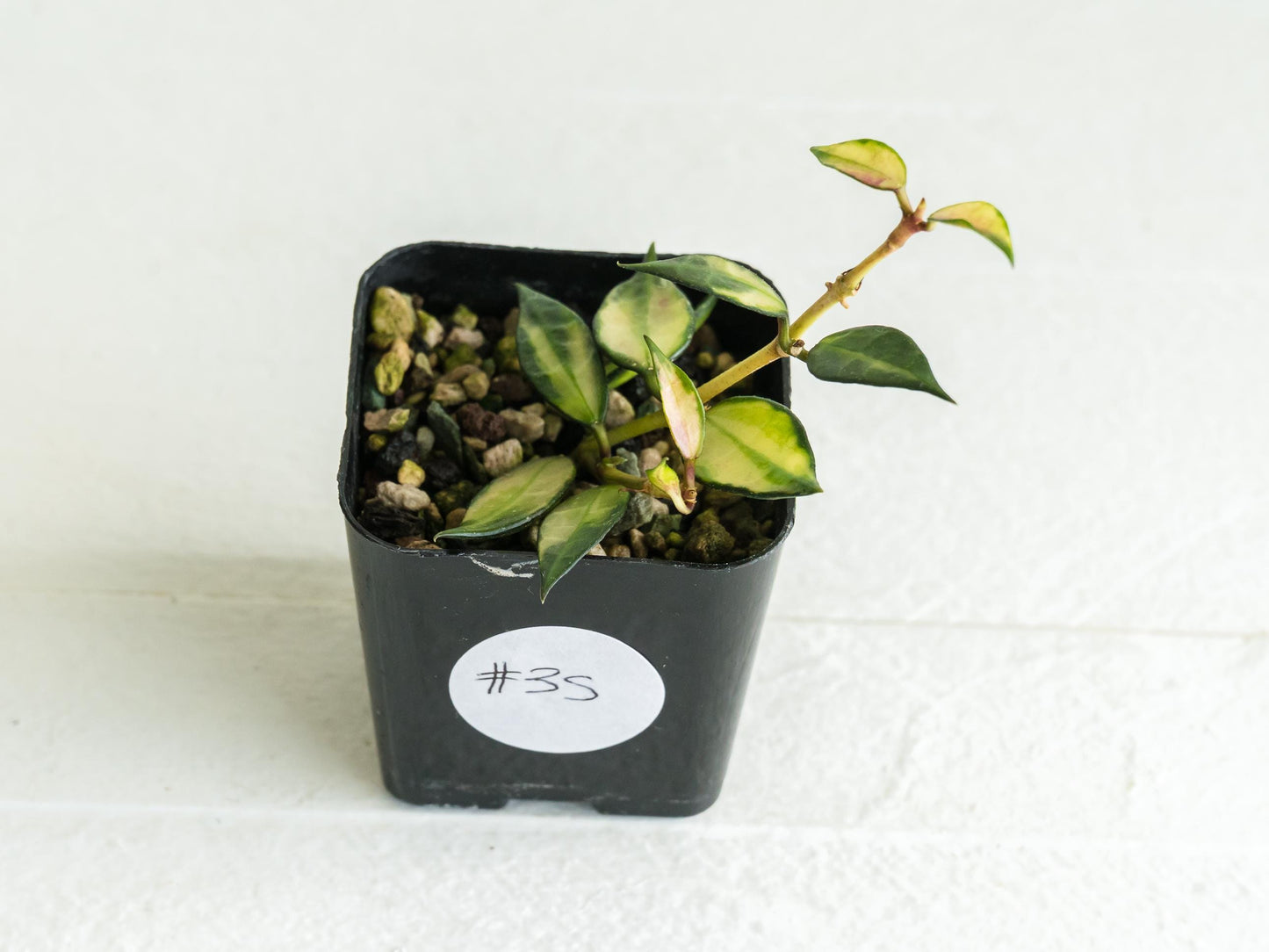 Hoya lacunosa (Inner Variegated) | 2-Inch