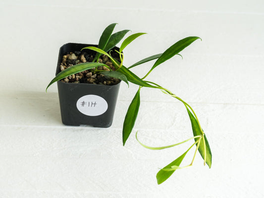 Hoya tsangii (Inner Variegated) | 2-Inch