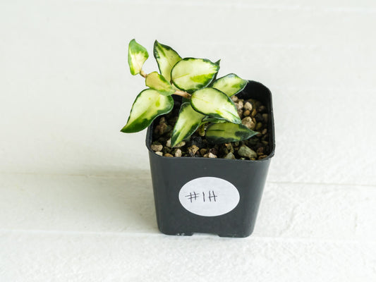 Hoya lacunosa 'Tricolor Bruno' | 2-Inch