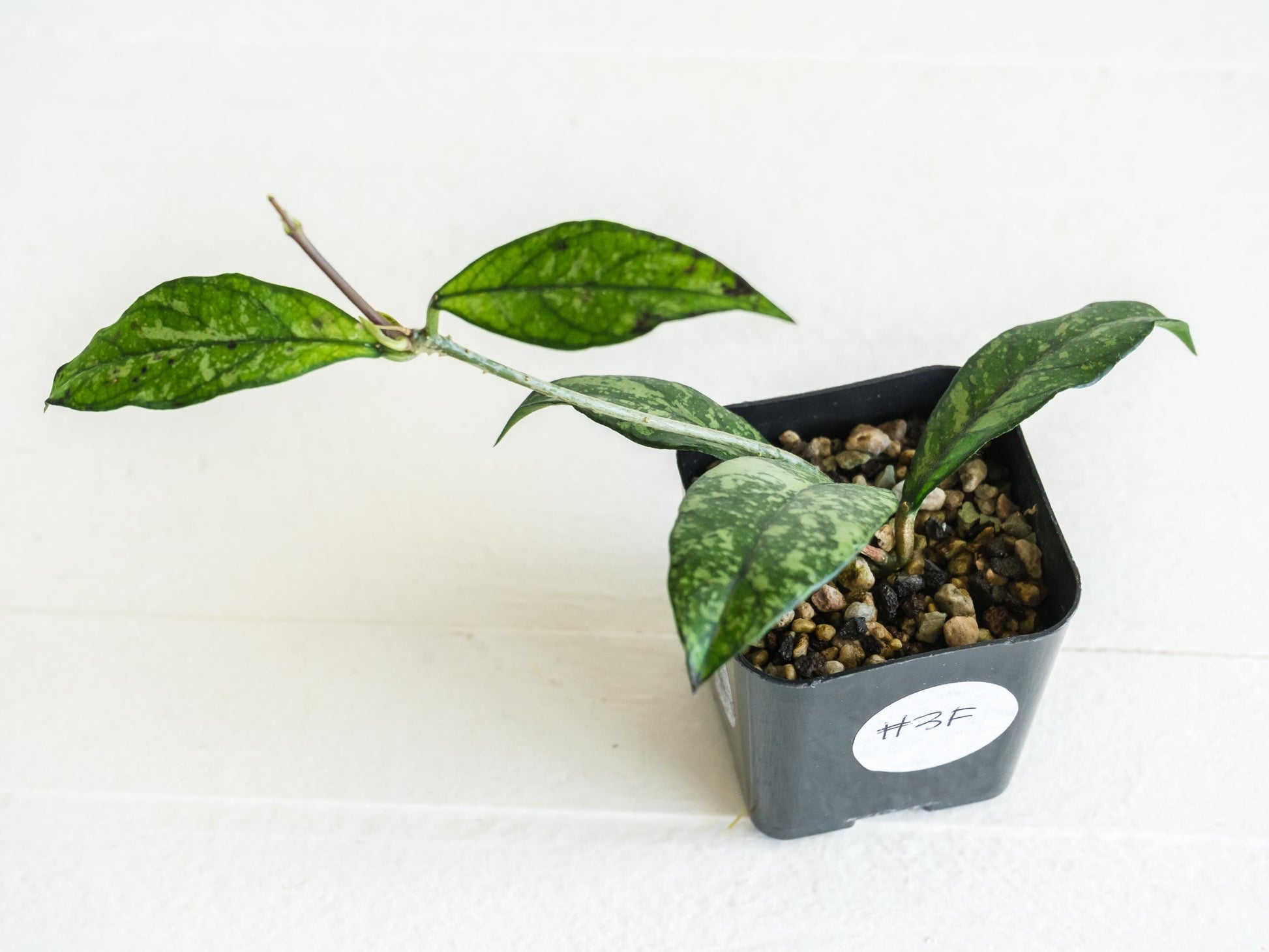 Hoya crassipetiolata (Splash) | 2-Inch