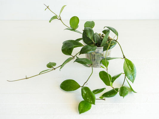 Hoya walliniana (Splash) | 3-Inch