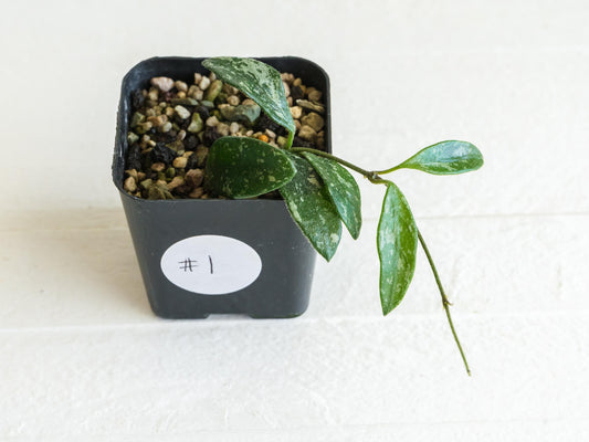 Hoya lima (Splash) | 2-Inch