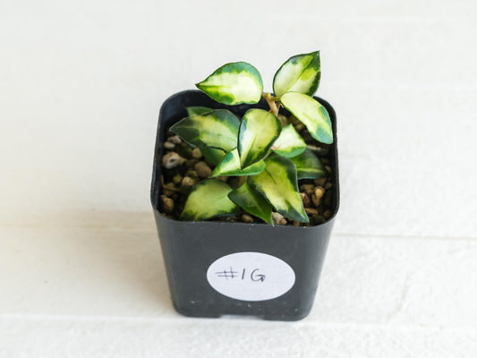 Hoya lacunosa 'Tricolor Bruno' | 2-Inch
