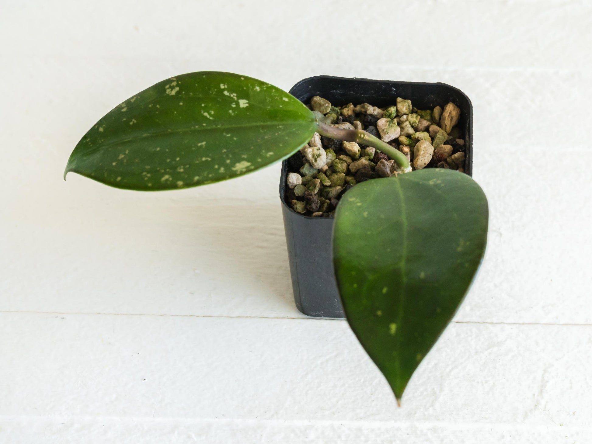 Hoya AH 'Black Magic' | 2-Inch