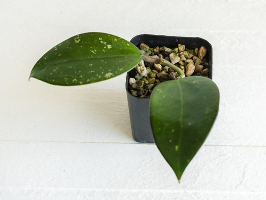 Hoya AH 'Black Magic' | 2-Inch