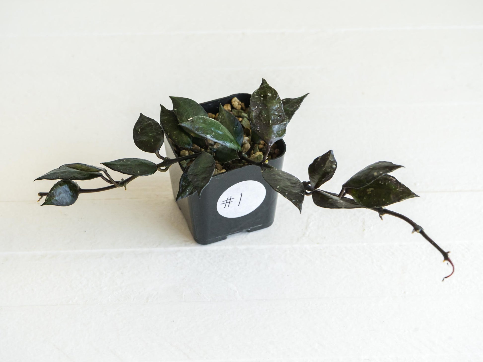 Hoya krohniana 'Black' | 2-Inch
