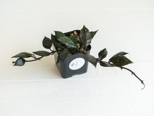 Hoya krohniana 'Black' | 2-Inch