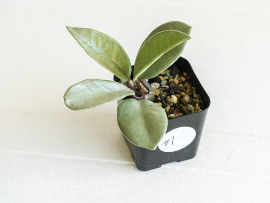 Hoya carnosa 'Wilbur Graves' (Silver) | 2-Inch