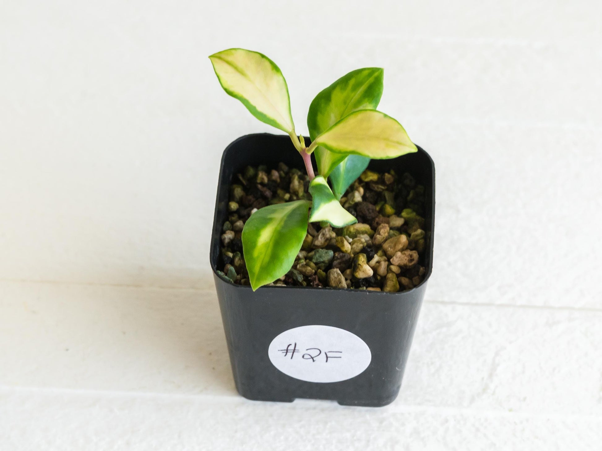 Hoya heuschkeliana (Inner Variegated)| 2-Inch