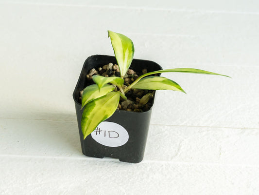 Hoya walliniana (Inner Variegated) | 2-Inch