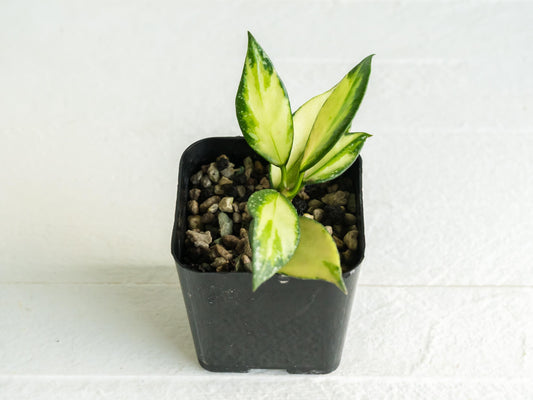 Hoya nabawanensis (Inner Variegated) | 2-Inch