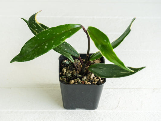 Hoya pubicalyx (Albo, Splash) | 2-Inch