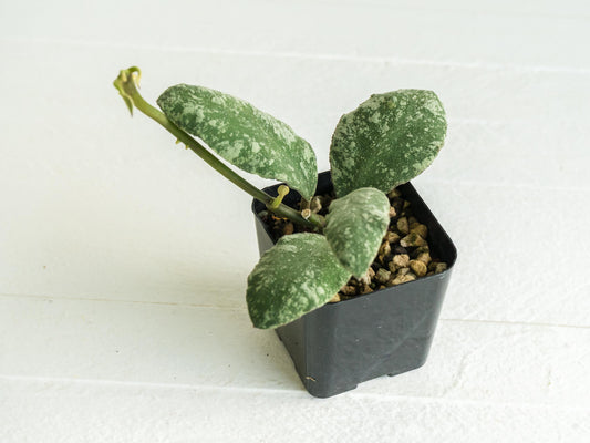 Hoya waymaniae 'Cloudy Sky' | 2-Inch