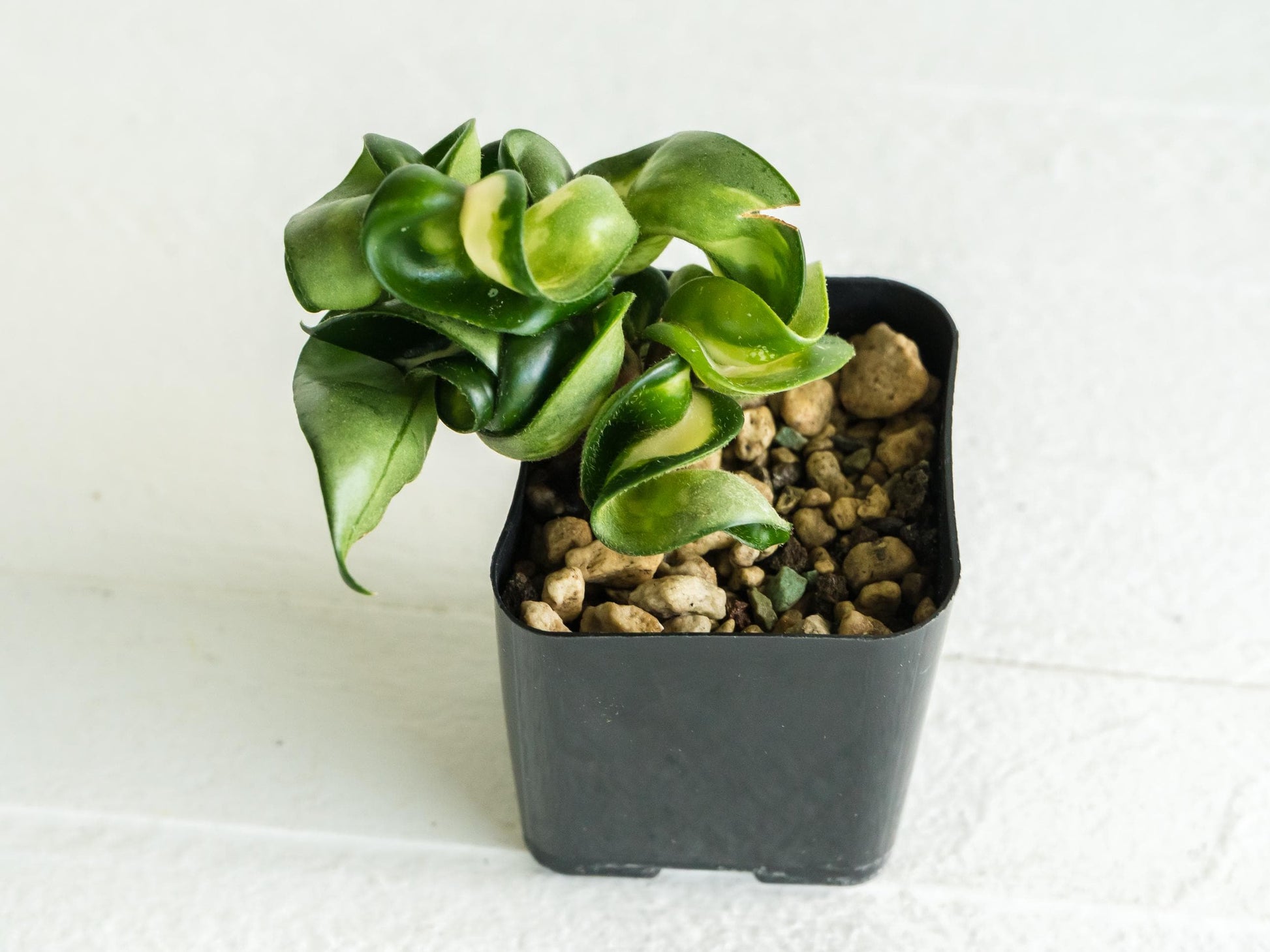 Hoya carnosa compacta 'Mauna Loa' | 2-Inch