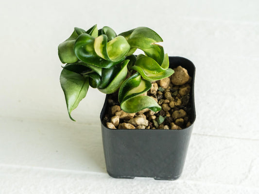 Hoya carnosa compacta 'Mauna Loa' | 2-Inch