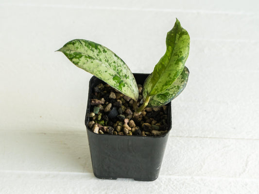Hoya gunung gading 'Ghost' (Silver) | 2-Inch