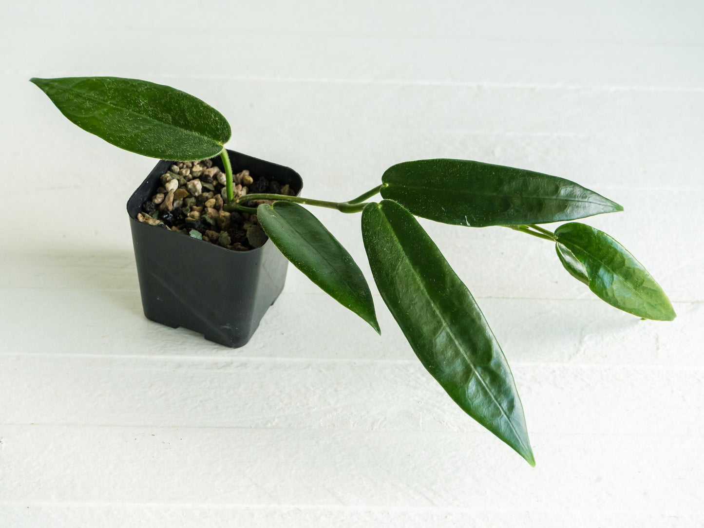 Hoya stenakei (Dark) | 2-Inch