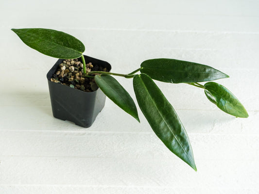 Hoya stenakei (Dark) | 2-Inch