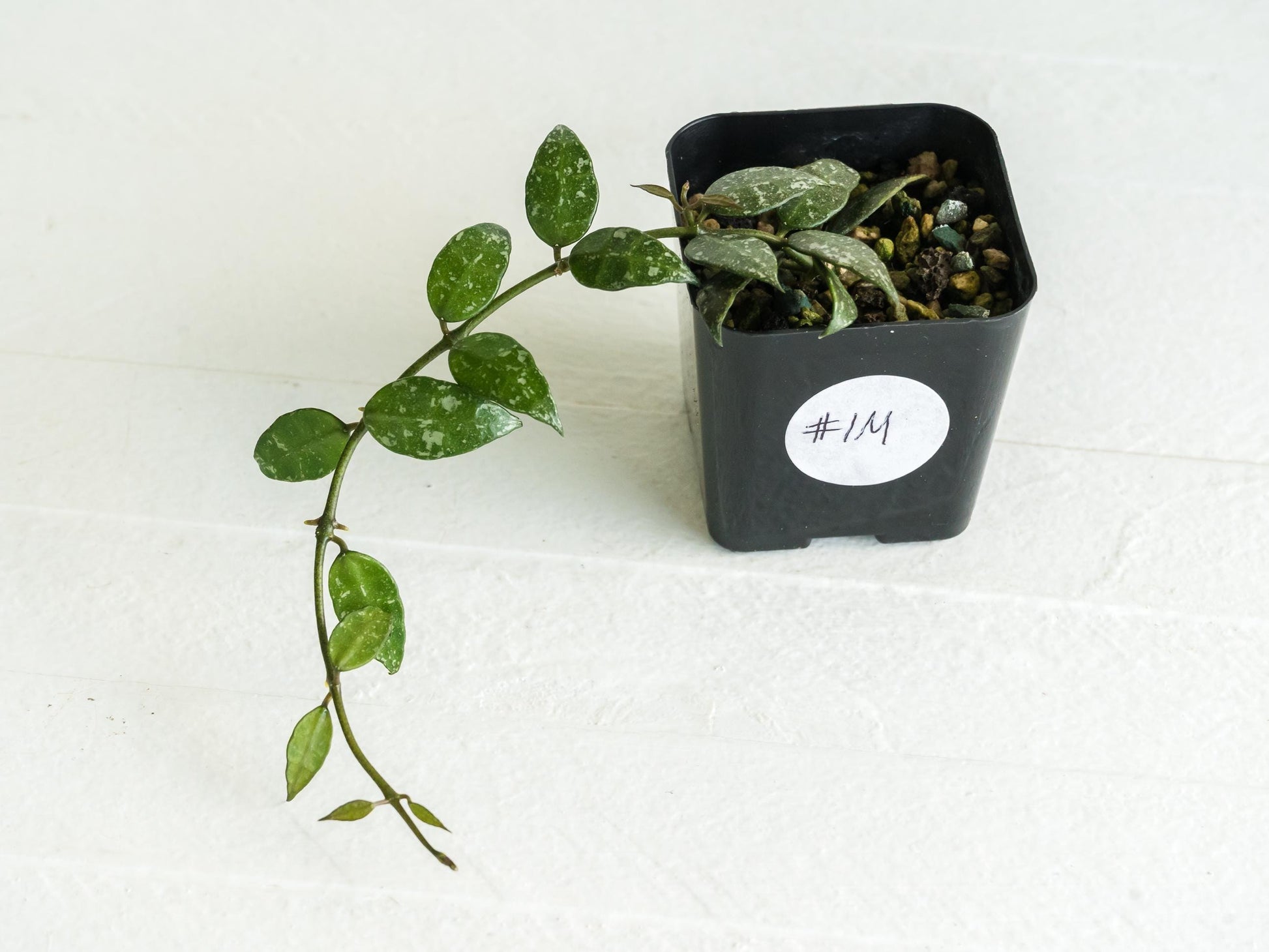 Hoya lacunosa 'Perangin Durian' IML-1896 | 2-Inch