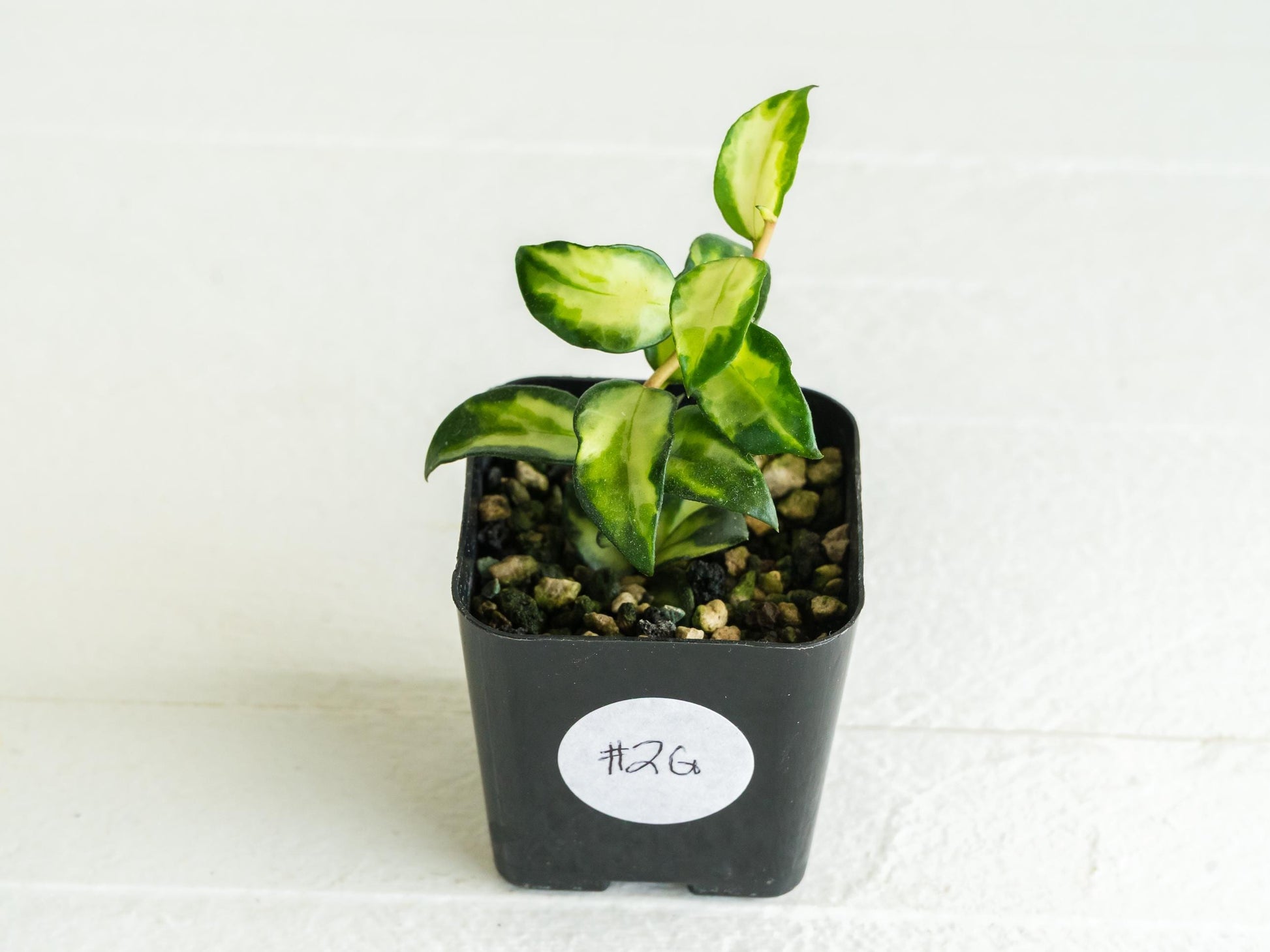 Hoya lacunosa 'Tricolor Bruno' | 2-Inch