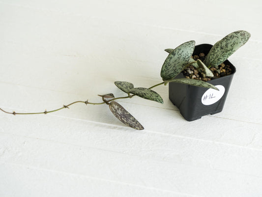 Hoya sigillatis 'Round Leaf' aka sigillatis (Silver) AH001 | 2-Inch