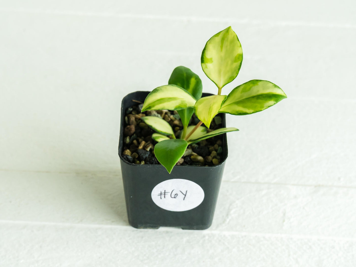 Hoya heuschkeliana (Inner Variegated)| 2-Inch
