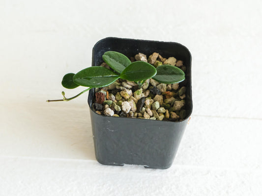Hoya uniflora| 2-Inch