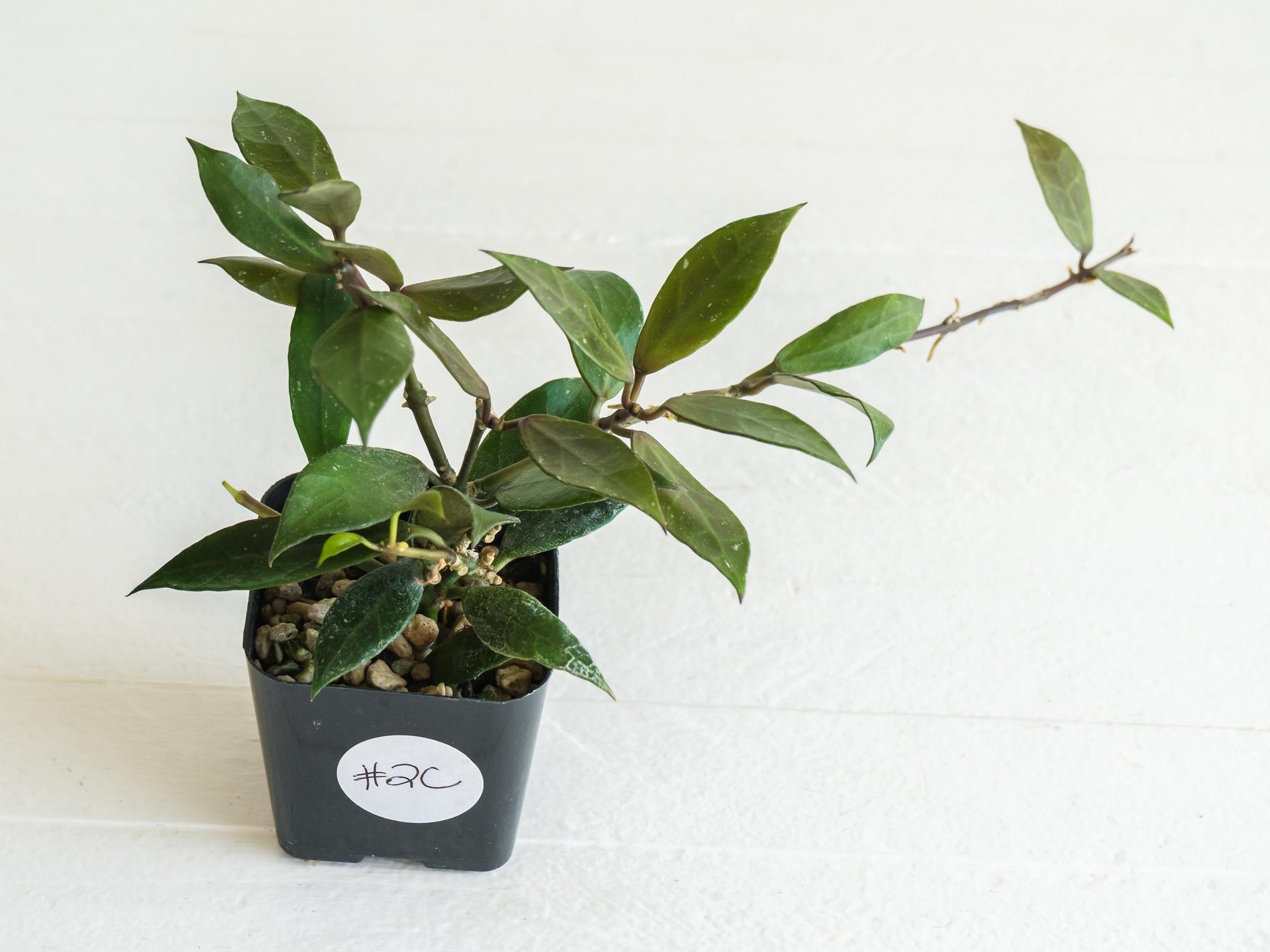 Hoya 'Rebecca' | 2-Inch