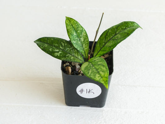 Hoya crassipetiolata (Splash) | 2-Inch