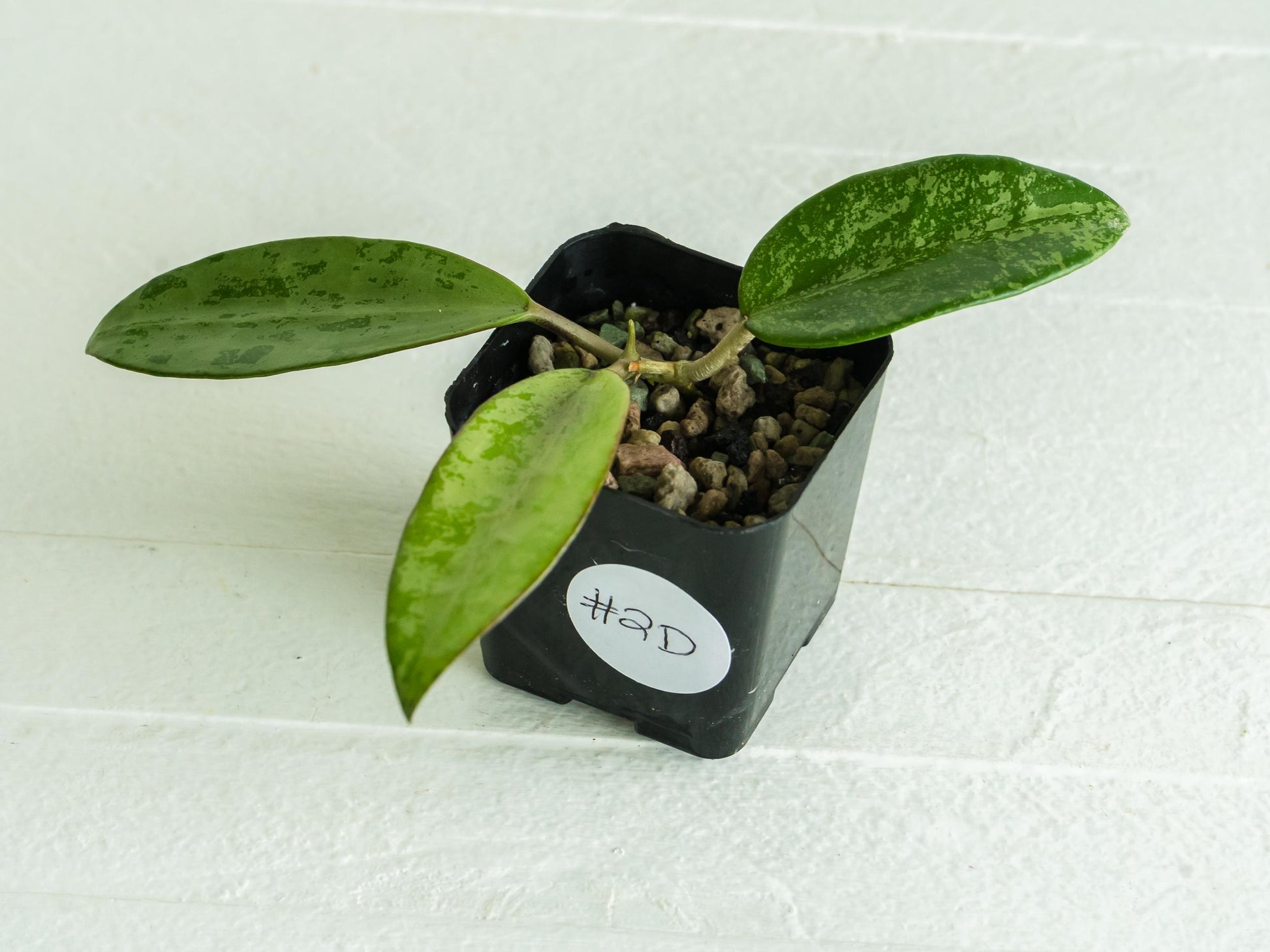 Hoya 'Rime' (Splash) | 2-Inch