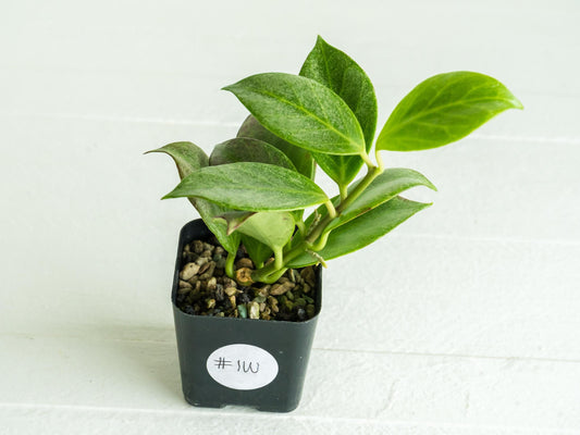Hoya obscura (Silver) | 2-Inch